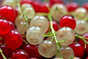 currants, berry, fruit-6463746.jpg